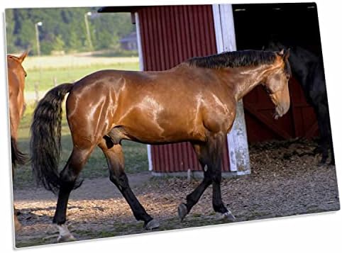 3. Подложки за хранене на коне по време на хранене в пристройка - настолни подложки (dpd-285481-1)