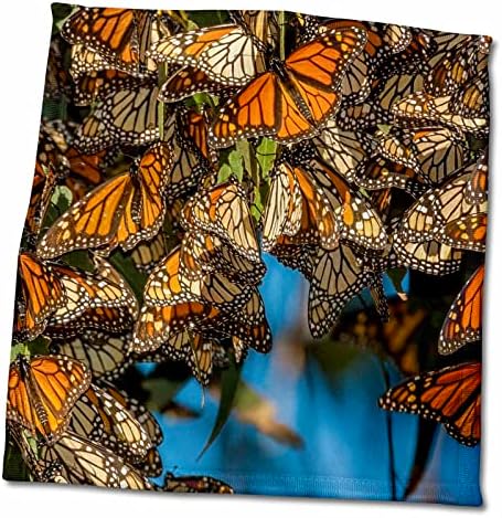 3дРоуз, САЩ, Калифорния, Писмото Бийч. Мигрират пеперуди-Монарси. - Кърпи (twl-209015-3)