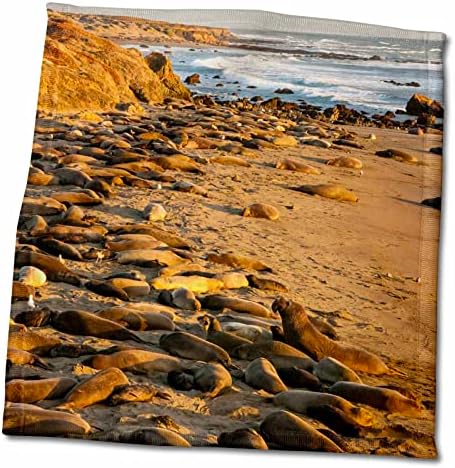3дРоуз, САЩ, Калифорния, Пиедрас Бланкас. Морски слонове се насладите на плажа. - Кърпи (twl-207639-3)
