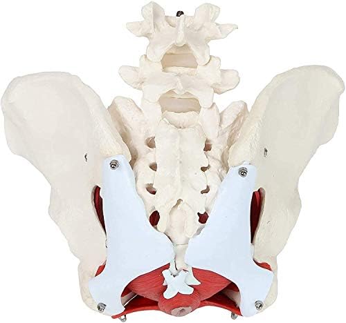 Анатомическая модел LumeCube женски таз, Медицинска Анатомическая - Мускулите на тазовото дъно и на репродуктивните органи - Подвижни