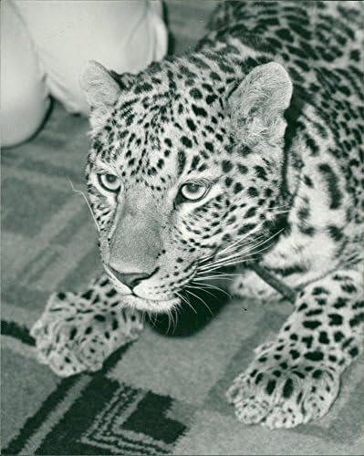 Реколта снимка, на която е Изобразена пума, подобен на леопард котка.