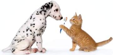 Лакомство за котки с неприятна миризма от устата - Pets Premium за здравето на зъбите на кучета и котки - Цялостна поддръжка