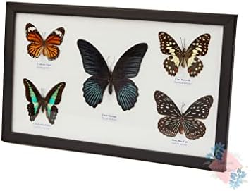 Магазин Uniques Addict се Съхранява 5 Смесени Проби Красиви Пеперуди Колекция от учебни Материали /Фоторамка с Модел на пеперуда Художествен дизайн Декорация на дома (чер