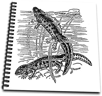 Триизмерни newts - Черно-бяла реколта илюстрация - Саламандър. Книги за рисуване (db-364638-2)