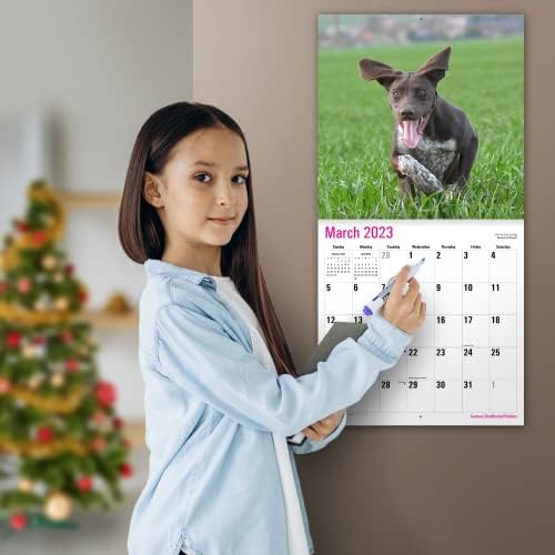 MICASA Немски къси коси Пойнтеры 2023 Окачен Месечен Стенен календар | 12 x 24 Открит | От дебела и твърда хартия | подарък | Сладко куче | Культовая Ловно куче