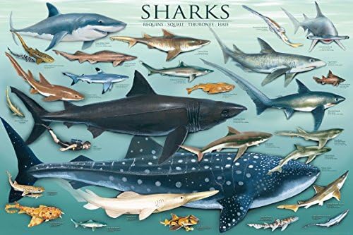 Ламиниран Плакат с подводна на образователната карта на Акулите - Печат на Учебното плакат 24x36, 36x24