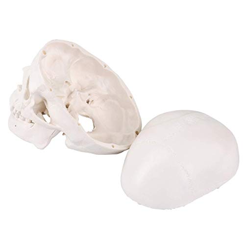 Анатомическая модел на човешки череп ASINTOD, малкият модел на черепа на главата на Скелета -Включва Пълен набор от зъби, подвижни черепную