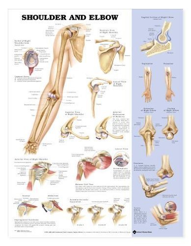 Таблица Анатомията на рамото и Лакътя