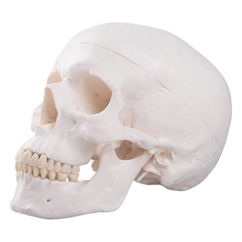 Модел на човешкия череп MIIRR в реален размер - модел на черепа с главата на скелета - Включва Пълен набор от зъби, подвижни черепную капака и сочлененную на долната че?