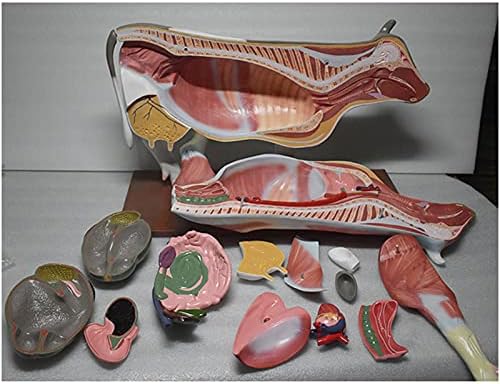 Анатомическая модел Крави KH66ZKY - Анатомическая Модел орган на Крава - Разобранная Модел на Животното Структурна Анатомия на