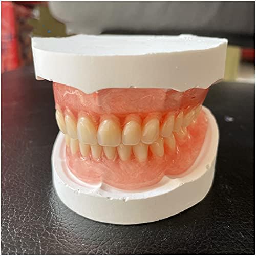 Модел на зъбите KH66ZKY Dental - Стандартен модел на зъби - за стоматологични учебни пособия Практика почистване на Венците, За възрастни Демонстрация Typodont Стандартно обр
